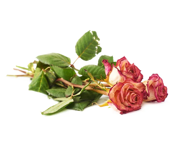 Getrocknete rosa Rosen auf weißem Hintergrund — Stockfoto