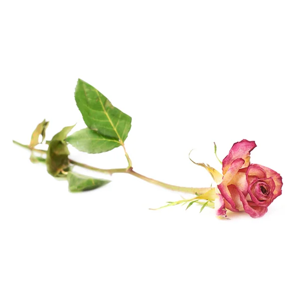 Сухая розовая роза на белом фоне — стоковое фото