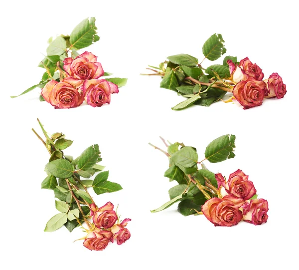 Dried pink roses over the white background — Stock Photo, Image
