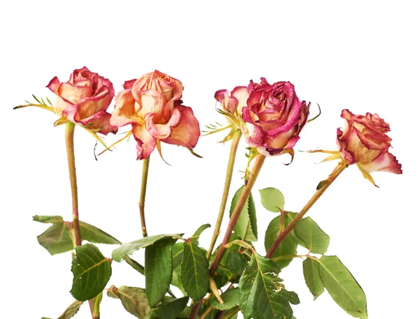 Dried pink roses over the white background — Stock Photo, Image