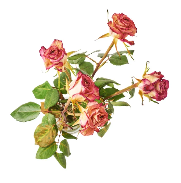 Růžové růže se suší na bílém pozadí — Stock fotografie