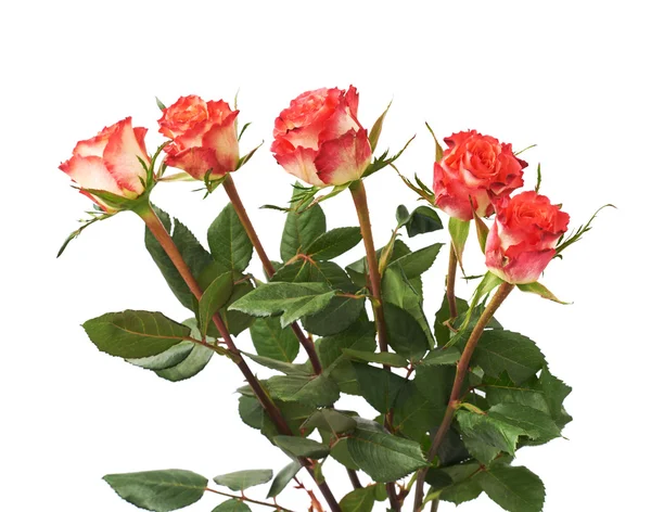 Čerstvé červené růže, bílé pozadí izolované — Stock fotografie