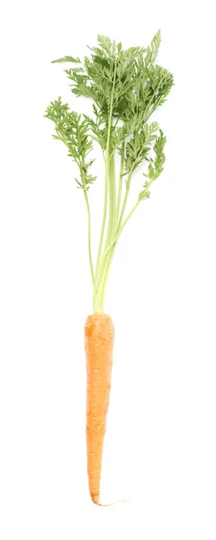 Zanahoria con la parte superior verde aislada sobre fondo blanco — Foto de Stock