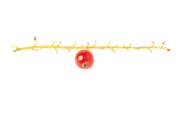 Baies simples de Courge rouge sur branche isolée sur fond blanc — Photo