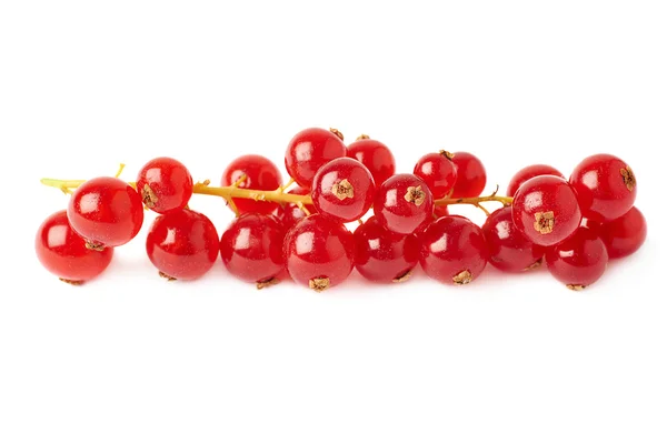 Red Currant isolated over white background — Stock Photo, Image