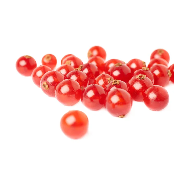 Red Currant isolated over white background — Stock Photo, Image