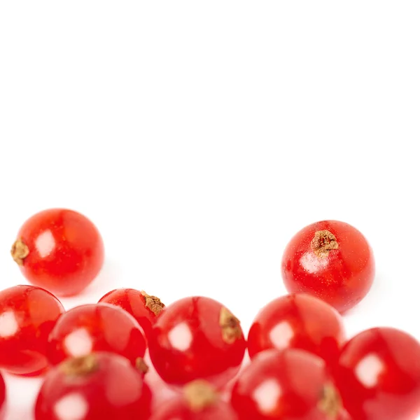 Red Currant isolated over white background — Stock Photo, Image