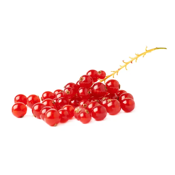 Red Currant isolated over white background — Stock Photo, Image