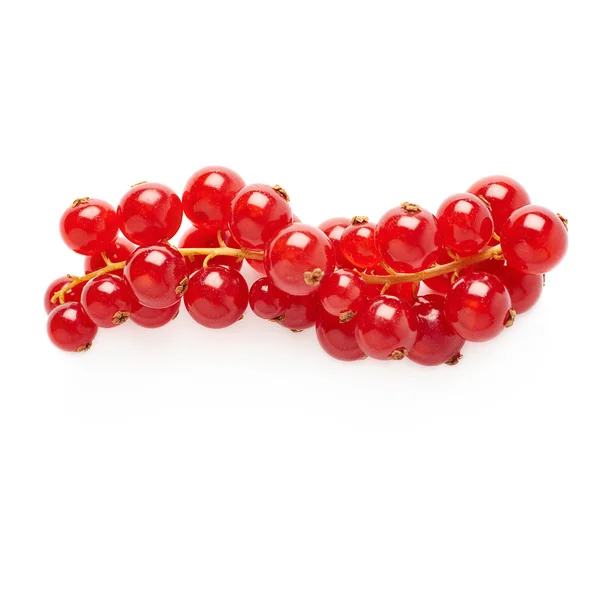 Red Currant isolated over white background — Stock Photo, Image