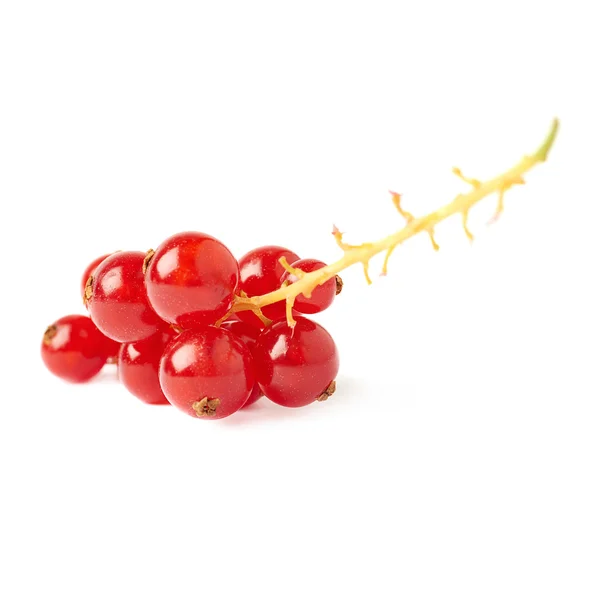 Rote Johannisbeere isoliert über weißem Hintergrund — Stockfoto