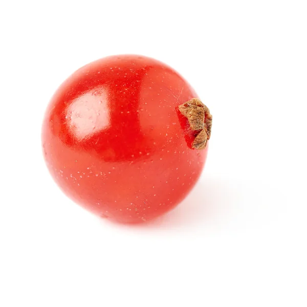 白い背景に分離された単一の赤スグリ — ストック写真