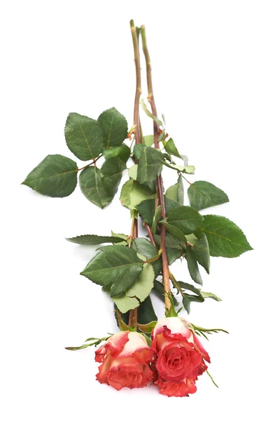 Tři červené růže, izolované ležící nad bílý povrch — Stock fotografie