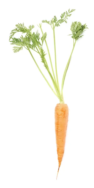 Cenoura com o topo verde isolado sobre fundo branco — Fotografia de Stock