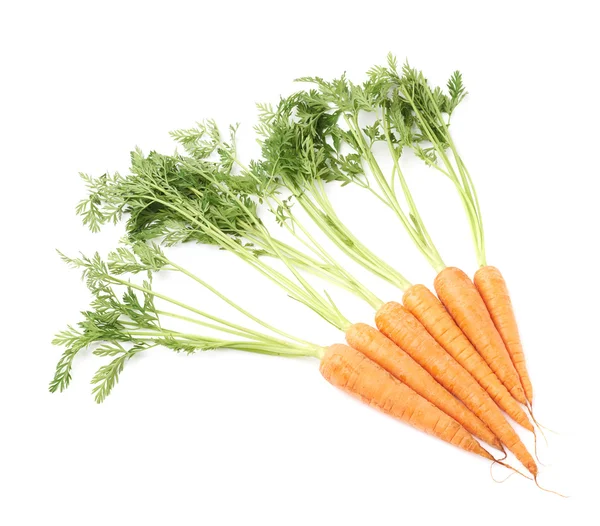 Bunch of carrot with the green top isolated over white background — Stock Photo, Image