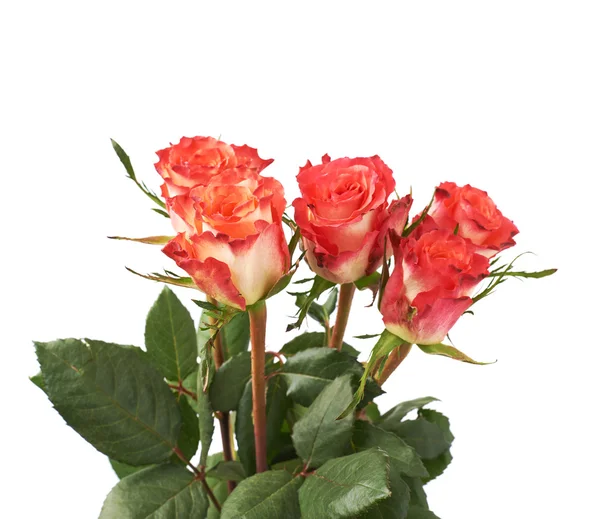 Čerstvé červené růže, bílé pozadí izolované — Stock fotografie