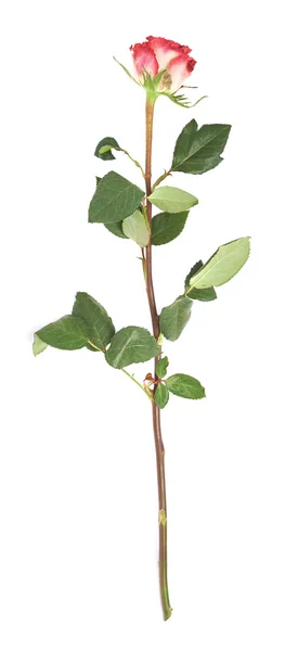 Single red rose isolated lying over the white surface — Stock Photo, Image