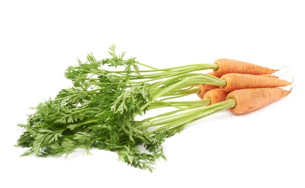 Bunch of carrot with the green top isolated over white background — Stock Photo, Image