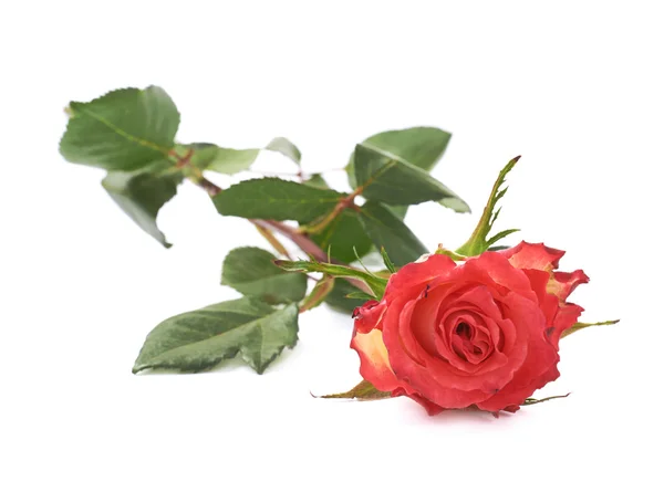 Single red rose isolated lying over the white surface — Stock Photo, Image