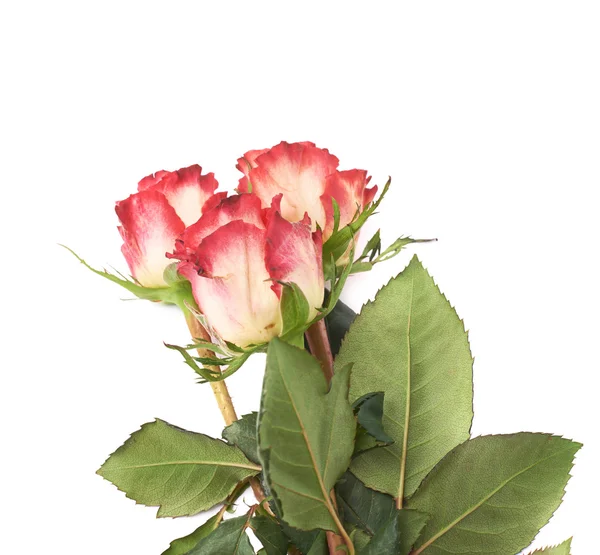 Três rosa vermelha isolada deitada sobre a superfície branca — Fotografia de Stock