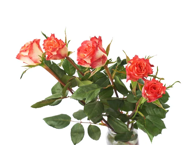Färska röda rosor över den vita isolerade bakgrunden — Stockfoto