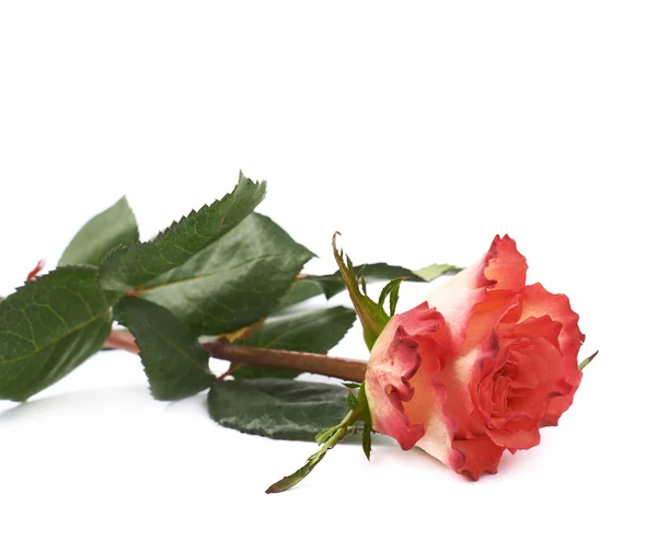 Single red rose isolated lying over the white surface — Stock Photo, Image