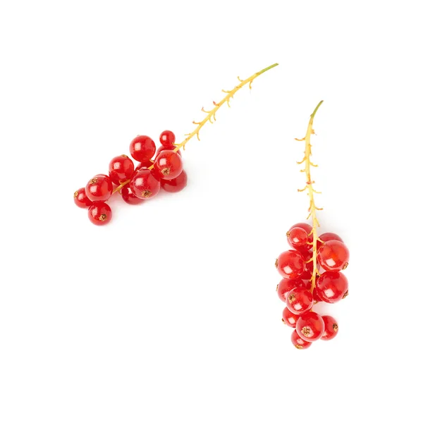 Set of Red Currant isolated over white background — Stock Photo, Image