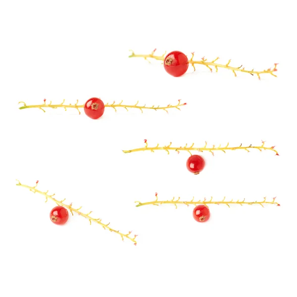 Set of Single berry of Red Currant on branch isolated over white background — Stock Photo, Image