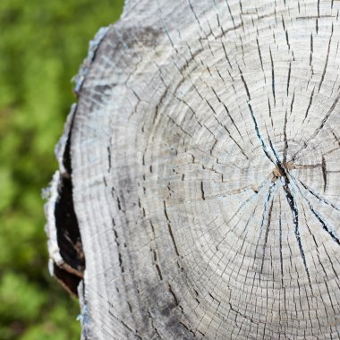 eski ve kurumuş Ağaç kesme