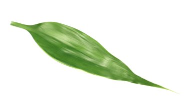 palmiye ağacı yaprak izole