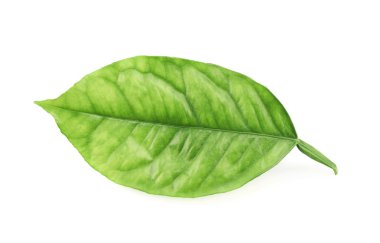 izole limon ağacı yaprak