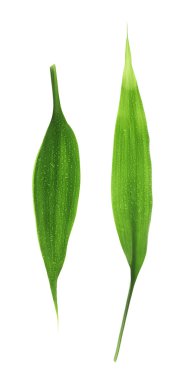 palmiye ağacı izole bırakır