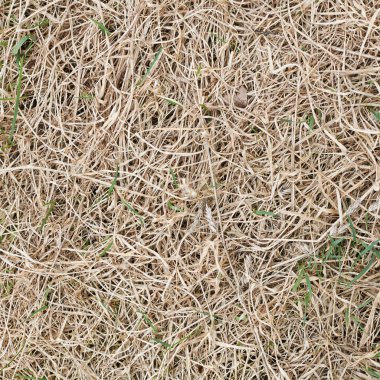 Çim parçası kurutulmuş