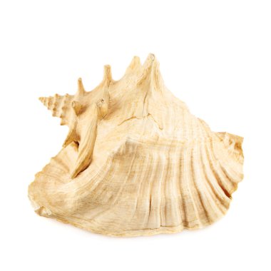 deniz kıyısı beyaz izole