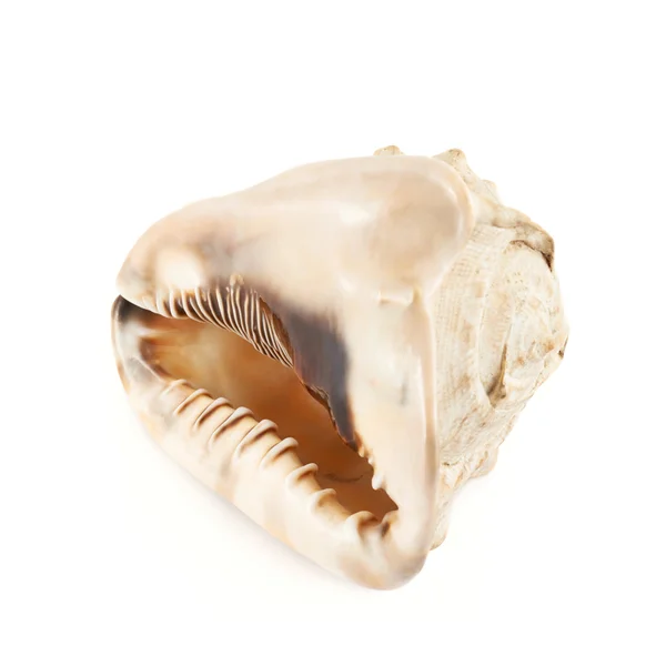 Seashell isolated over the white — Stock Photo, Image