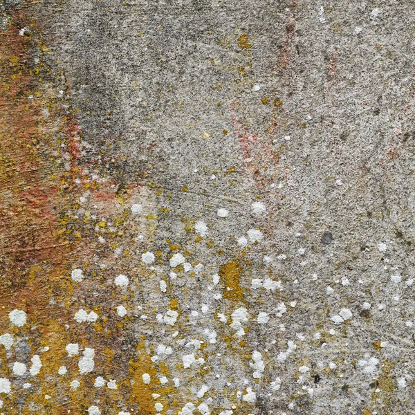 Concrete fragment covered with fungus — Stock Photo, Image