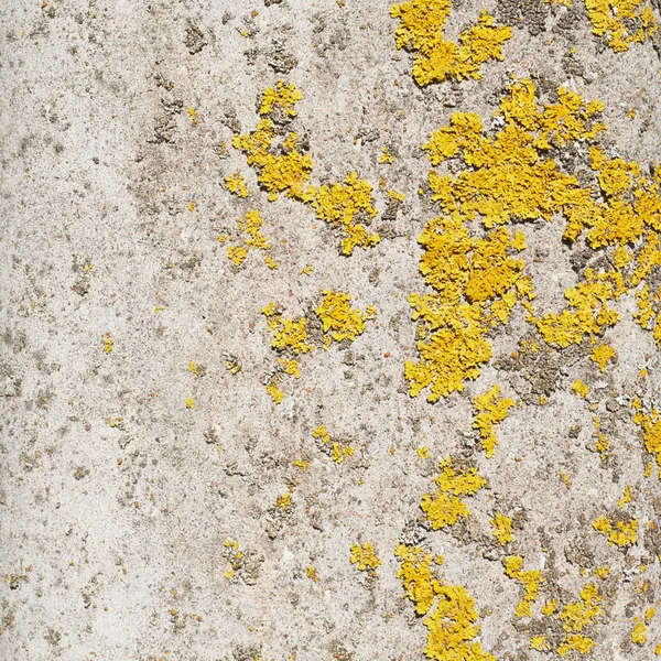 Old wall covered with lichen — Stock Photo, Image