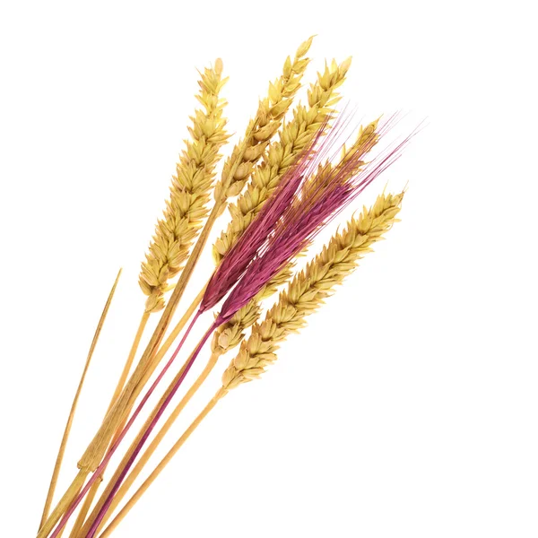 分離小麦の束の耳 — ストック写真
