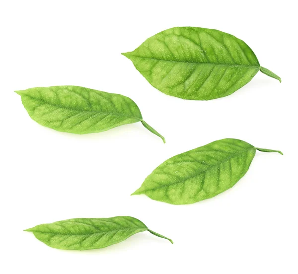 Lemon tree leaves isolated — Stock Photo, Image