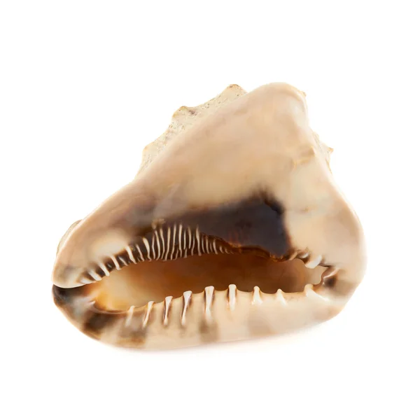 Seashell over Wit — Stockfoto