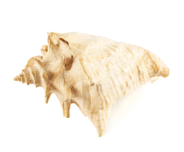 Seashell over white — Stock Photo, Image