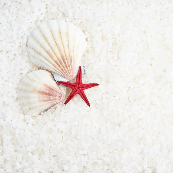 Shells and sea star composition — Stock Photo, Image