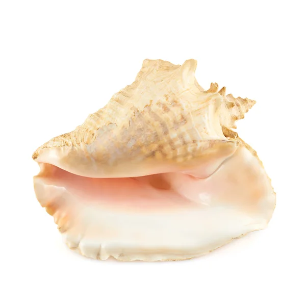 Kagyló fehér — Stock Fotó