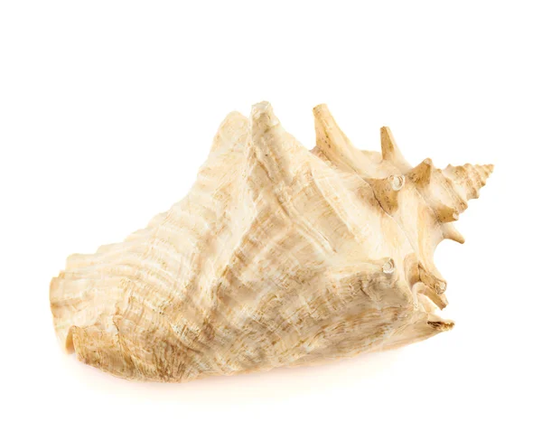 Seashell on white — Stock Photo, Image