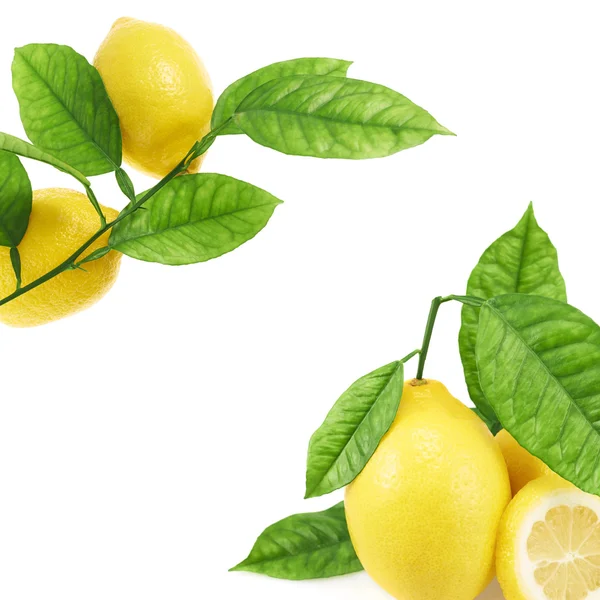 Limoni su bianco — Foto Stock