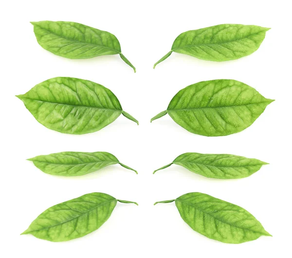 Lemon tree leaves — Stock Photo, Image