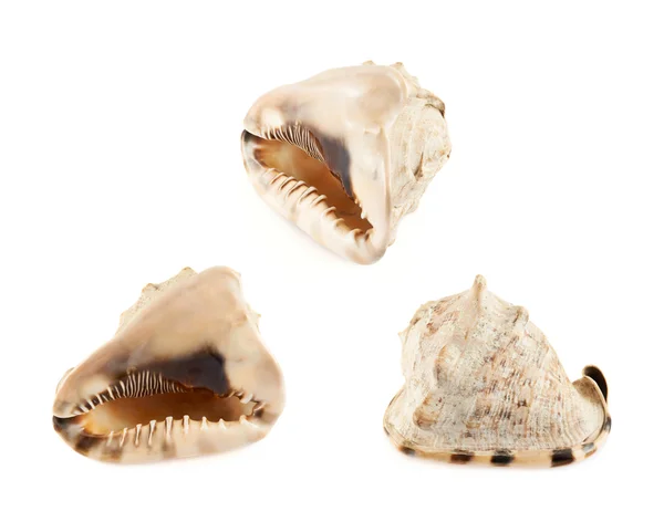 Seashell on white — Stock Photo, Image