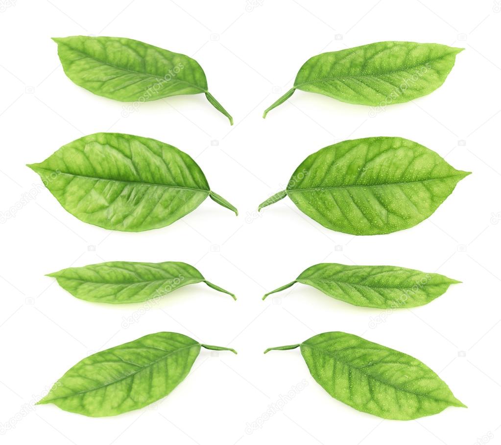 柠檬树上的叶子——图库图片© exopixel #54155559, image size:1023x907