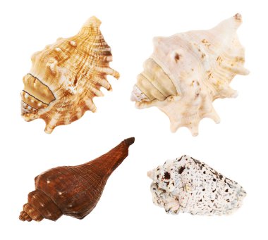 birden fazla deniz kabukları