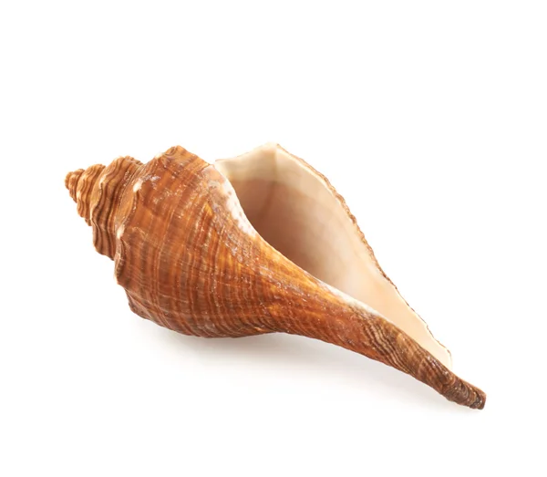 Sea shell — Stockfoto