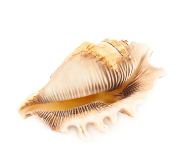 Sea shell — Stock Photo, Image